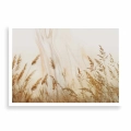 plakat-bez-ramki-przod-kloski-zlotej-trawy-na-polu.webp