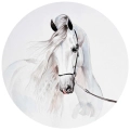 fototapeta-okragla-z-pieknym-bialym-koniem.webp