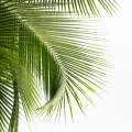 Fototapeta-Zielone-liście-palmowe-na-białym-tle-Fragment.jpg