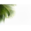 Fototapeta-Zielone-liście-palmowe-na-białym-tle-Motyw.jpg