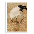 plakat-bez-ramki-przod-zuraw-indyjski-w-polu-ryzowym.webp