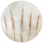 Fototapeta okrągła - Zdźbła trawy