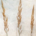 Fototapeta-okragla-zdzbla-trawy-fragment.webp