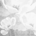 fototapeta-florystyczna-z-bialymi-kwiatami-na-testurowym-szarym-tle-fragment.webp