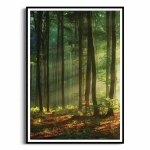 Plakat - Las o poranku I