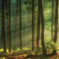 plakat-fragment-las-o-poranku-I.webp