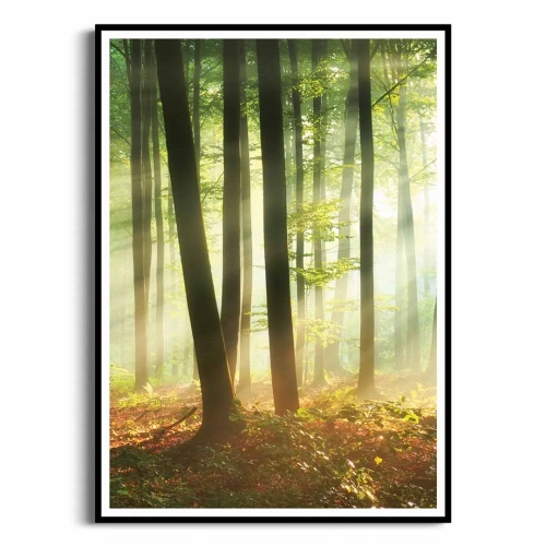 plakat-czarna-ramka-przod-las-o-poranku-II.webp