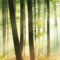 plakat-fragment-las-o-poranku-II.webp