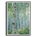 plakat-czarna-ramka-przod-z-brzozami-I.webp
