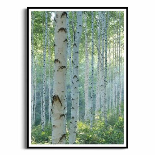 plakat-czarna-ramka-przod-z-brzozami-I.webp