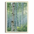 plakat-złota-ramka-przod-z-brzozami-I.webp
