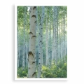 plakat-bez-ramki-przod-z-brzozami-I.webp