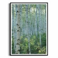 plakat-czarna-ramka-przod-z-brzozami-III.webp