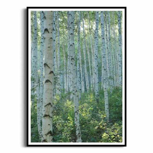 plakat-czarna-ramka-przod-z-brzozami-III.webp