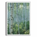 plakat-srebrna-ramka-przod-z-brzozami-III.webp