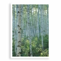 plakat-bez-ramki-przod-z-brzozami-III.webp