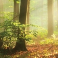 obraz-na-plotnie-las-o-poranku-fragment.webp