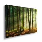 Obraz na płótnie - Las o poranku