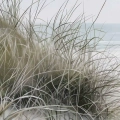 obraz-na-plotnie-wydmy-nad-morzem-z-trawami-fragment.webp