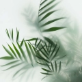 Zbliżenie na subtelny wzór fototapety ekologicznej. Widoczne są detale zielonych liści palmy, częściowo ostrych, a częściowo delikatnie rozmytych, co tworzy trójwymiarowy efekt mgły i głębi