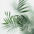 obraz-na-szkle-akrylowym-liscie-palmy-we-mgle-fragment.webp