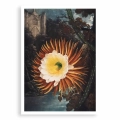 plakat-bez-ramki-the-night–blowing-cereus-from-the-temple-of-flora-R.J.Thornton.webp