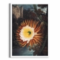 plakat-biala-ramka-the-night–blowing-cereus-from-the-temple-of-flora-R.J.Thornton.webp