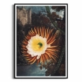 plakat-czarna-ramka-the-american-cowslip-from-the-temple-of-flora-R.J.Thornton.webp