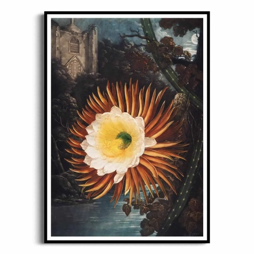 plakat-czarna-ramka-the-american-cowslip-from-the-temple-of-flora-R.J.Thornton.webp
