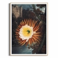 plakat-drewniana-ramka-the-night–blowing-cereus-from-the-temple-of-flora-R.J.Thornton.webp