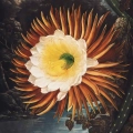 plakat-fragment-the-night–blowing-cereus-from-the-temple-of-flora-R.J.Thornton.webp