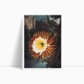plakat-the-night–blowing-cereus-from-the-temple-of-flora-R.J.Thornton.webp