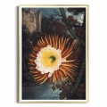 plakat-zlota-ramka-the-night–blowing-cereus-from-the-temple-of-flora-R.J.Thornton.webp