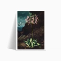 plakat-american-cowslip-from-the-temple-of-flora-R.J.Thornton.webp