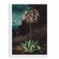 plakat-bez-ramki-the-american-cowslip-from-the-temple-of-flora-R.J.Thornton.webp