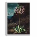 plakat-biala-ramka-the-american-cowslip-from-the-temple-of-flora-R.J.Thornton.webp