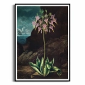 plakat-czarna-ramka-the-american-cowslip-from-the-temple-of-flora-R.J.Thornton.png.webp