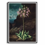Plakat - The American Cowslip from The Temple of Flora - R.J.Thornton