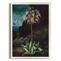 plakat-zlota-ramka-the-american-cowslip-from-the-temple-of-flora-R.J.Thornton.webp