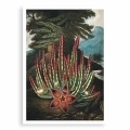 F323-3907C-plakat-bez-ramy-the-maggot–bearing-stapelia-from-the-temple-of-flora.webp