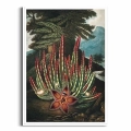F323-3907C-plakat-biala-rama-the-maggot–bearing-stapelia-from-the-temple-of-flora.webp
