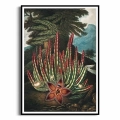 F323-3907C-plakat-czarna-rama-the-maggot–bearing-stapelia-from-the-temple-of-flora.webp