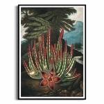 Plakat - The Maggot – Bearing Stapelia from The Temple of Flora - R.J.Thornton