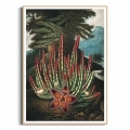 F323-3907C-plakat-drewniana-rama-the-maggot–bearing-stapelia-from-the-temple-of-flora.webp