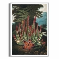 F323-3907C-plakat-srebrna-rama-the-maggot–bearing-stapelia-from-the-temple-of-flora.webp