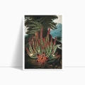 F323-3907C-plakat-the-maggot–bearing-stapelia-from-the-temple-of-flora-bok.webp