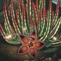 F323-3907C-plakat-the-maggot–bearing-stapelia-from-the-temple-of-flora-fragment.webp