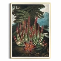 F323-3907C-plakat-zlota-rama-the-maggot–bearing-stapelia-from-the-temple-of-flora.webp