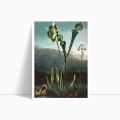 6E25-591BC-plakat-american-bog-plants-from-the-temple-of-flora-thornton-przod.webp