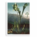 6E25-591BC-plakat-bez-ramy-american-bog-plants-from-the-temple-of-flora-thornton.webp